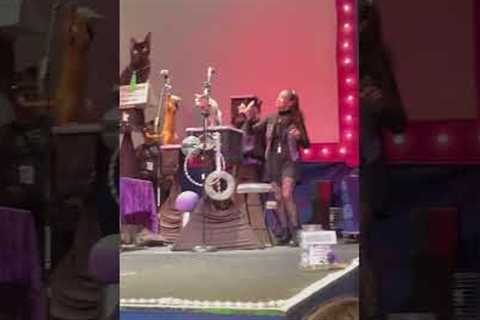 Group of cats play instruments on stage during