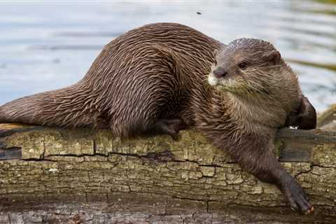 River Otter Attacks Three Women on Float Trip, One Victim Life-Flighted