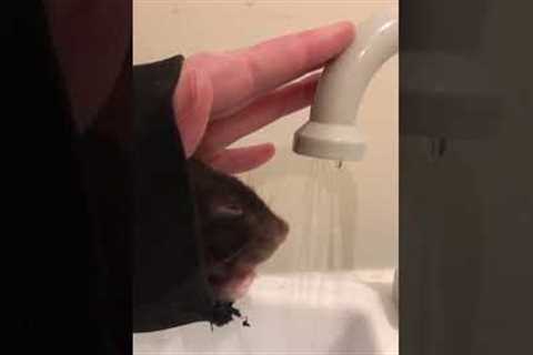 Cute rat drinks water from bathroom sink