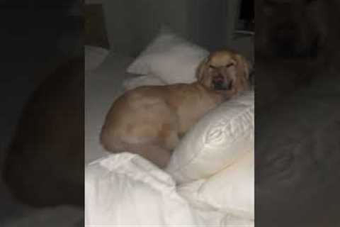 Golden retriever looks angry when woken up