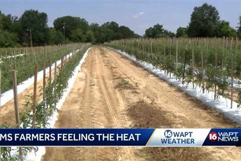 Heat takes toll on farmers, cattle