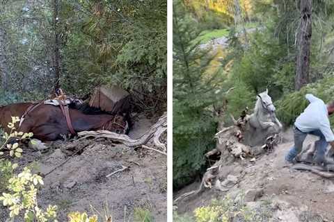 Watch: Pack Horses Miraculously Survive 80-Foot Fall from Wilderness Trail