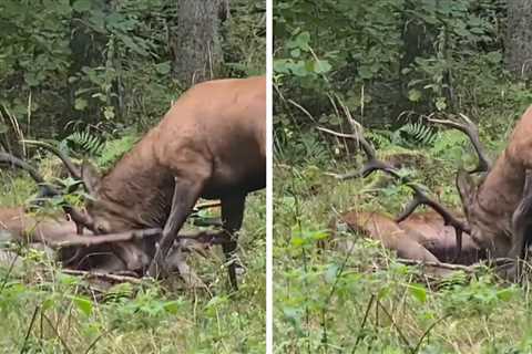 Watch: Red Stag Repeatedly Gores Rival in Deadly Fight