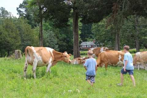 Government Overreach: Virginia Amish Farmer’s Livelihood on the Line Following Government Raid and..