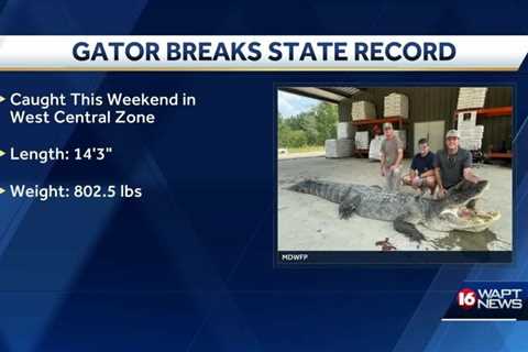 New alligator state record set