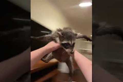 Woman has a moment with her pet raccoon