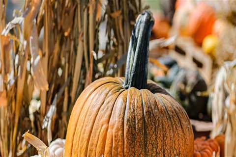 The Best Pumpkin Picking Spots for Halloween Near Oklahoma City