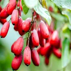 How long does it take berberine to work?