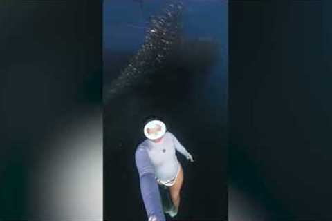 Freediver swims with thousands of fish above her head