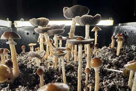 Magic Mushroom Psychedelic Can Help Ease Major Depression, Study Finds