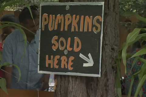 Half Moon Bay farm reopens pumpkin patch as fall approaches – NBC Bay Area