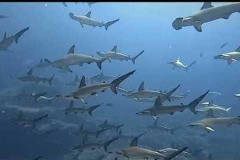 More than a hundred hammerhead sharks surround group of divers