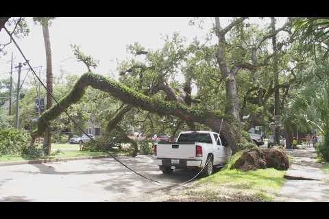 3 live oaks have fallen in the past week