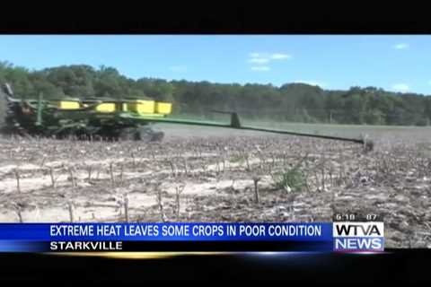 Extreme heat leaves some crops in poor condition