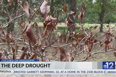 Focused on Mississippi: Drought takes a toll on flowers