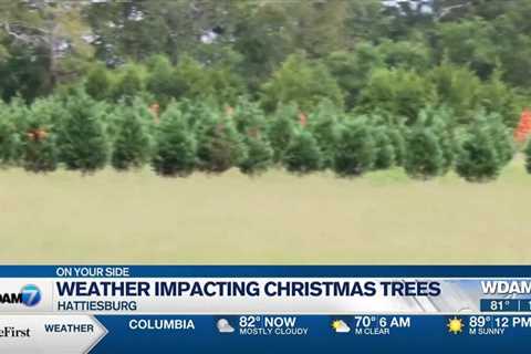 Weather having impact on Christmas trees