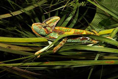 Florida has become a zoo. A literal zoo.