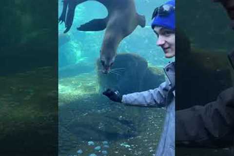 Curious sea lion swims and follows zoo visitor's hand