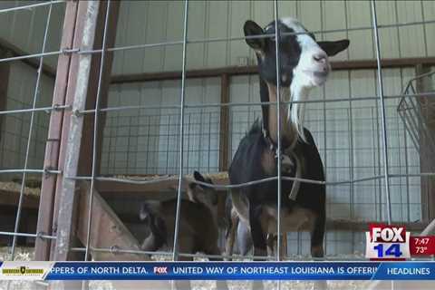 Fox 14 Your Morning News: Goat walk at Curry farm