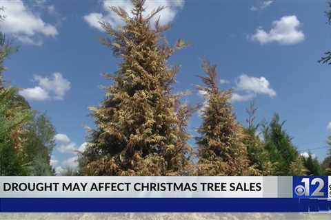 Drought affecting Mississippi Christmas tree farms