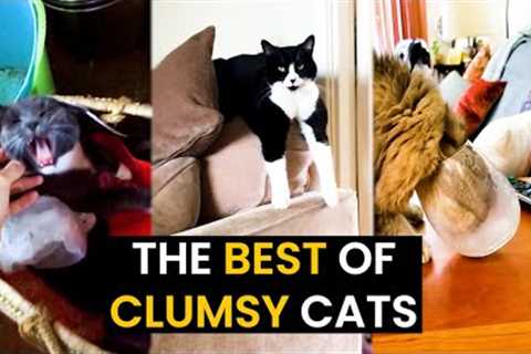 Clumsy Cats Moments - TOP 31 Caught On Camera!