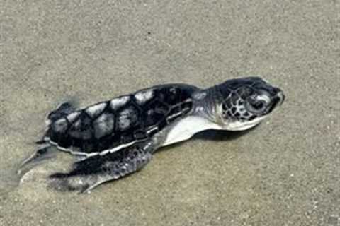 Tybee Island Marine Science Center records rare green sea turtle nest