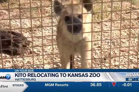 Kito relocated to Kansas Zoo