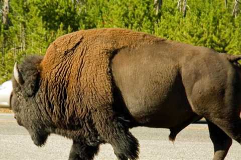 North American Bison expanding in New Rockford;  Pandemic boosts bison consumption