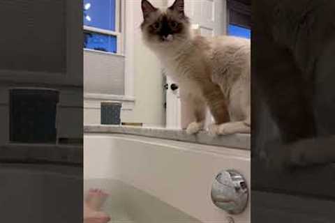 Cat jumps inside bathtub and has immediate regret