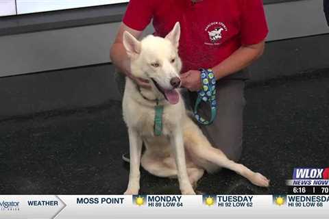 Meet Siberian Husky ‘Ruger’ from the Hancock Co. Animal Shelter