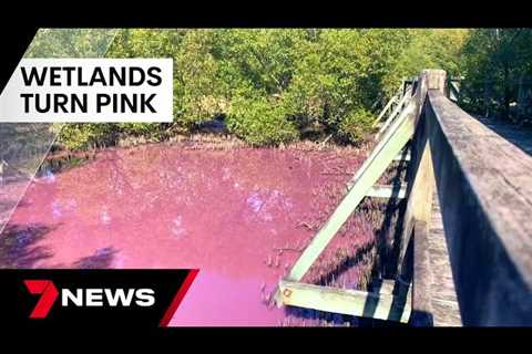 Boondall Wetlands turn bubblegum pink in what experts say is an algae bloom