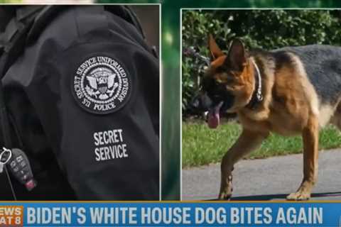 “Breach in Trust”: White House Dog Attacks Related to Joe Biden’s “Combustible” Relationship with..