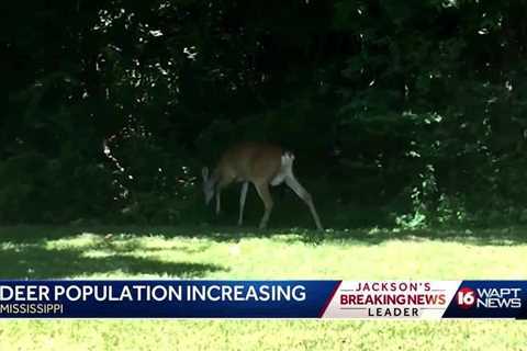 Deer Population Increase