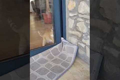 Clever cat opens closed sliding door