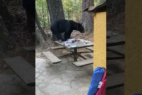 Black bear interrupts family BBQ