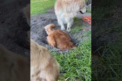 Golden Retriever scoops sand into her sisters face - friendly fire!