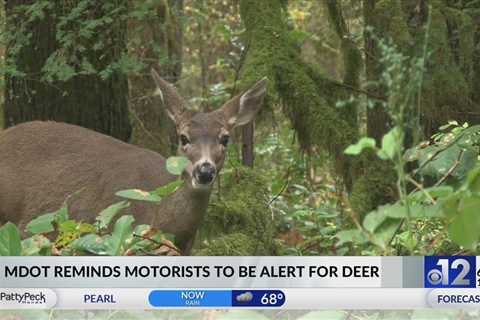 MDOT reminds drivers to stay alert for deer