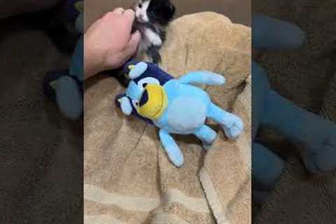 Tiny Kitten Takes a Tumble Backwards