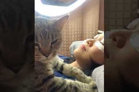 Pet cat joins woman having a beauty treatment