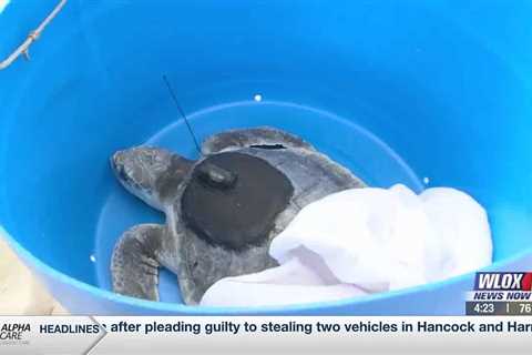 IMMS releases four turtles back into the ocean