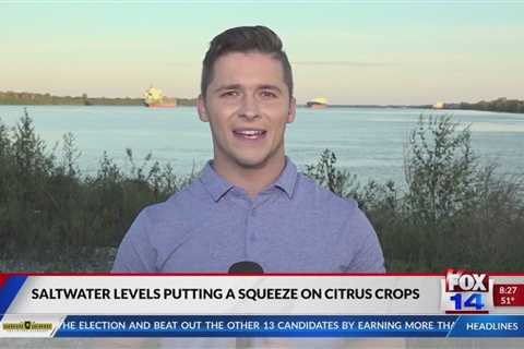 Fox 14 Your Morning News: Saltwater Levels Affecting Louisiana Citrus Crops