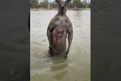 Man saves dog from aggressive kangaroo