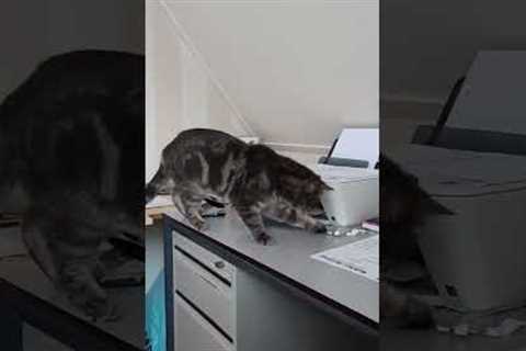 Cat hilariously flinches at every noise printer makes