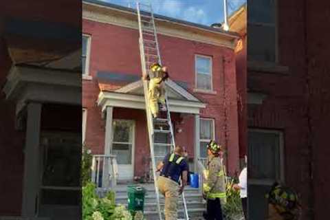 Cat Jumps Out of Firefighter's Arms While Being Rescued