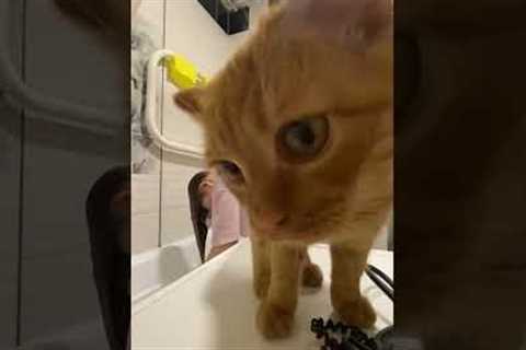 Cat Chipsik joins owner for hair wash in adorable video