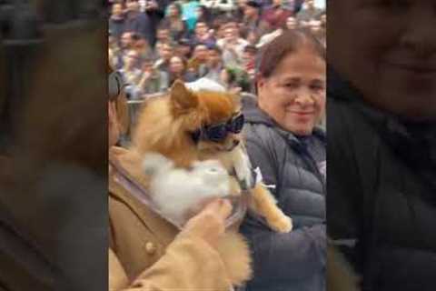 Dozens of dogs cheered as they parade NYC