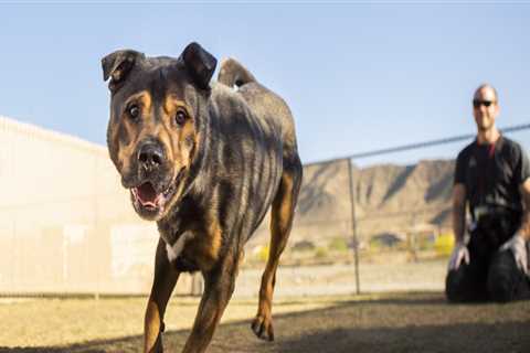 Can I Bring My Pet to Beer Festivals in Maricopa County, Arizona?