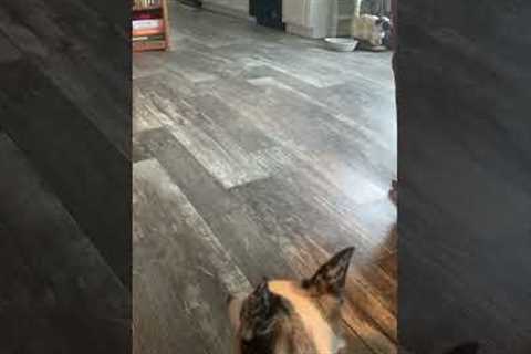 Homeowner Experiences Floating Flooring in New Home