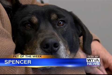 Pet of the Week – Spencer