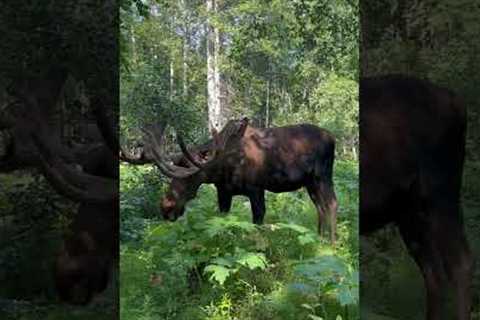 Moose Yoga In The Woods